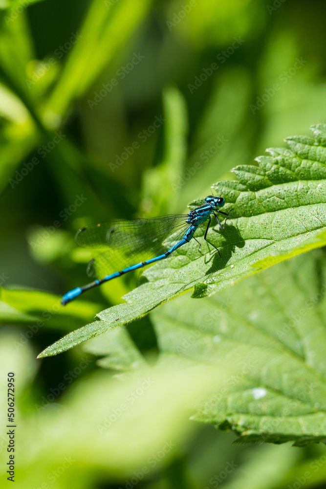 Libelle blau Libelle blau