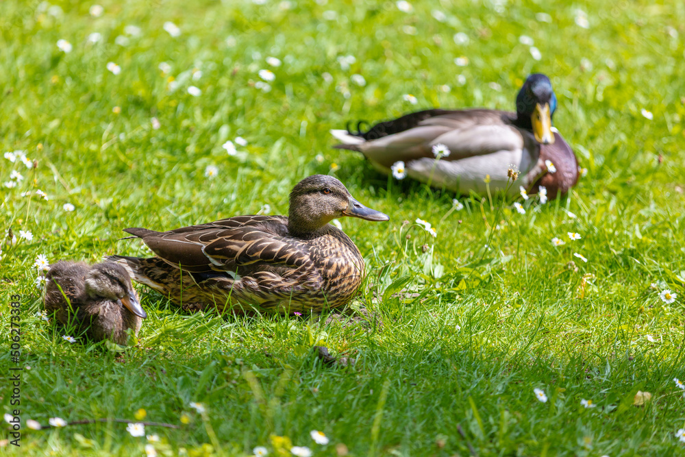 goose on the meadow goose on the meadow