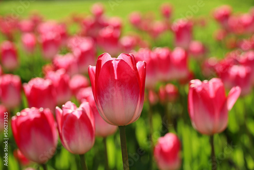 Red and pink tulip flowers in sunlight  colorful spring background. Field of blooming tulips  selective focus