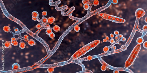 Fungi Trichophyton mentagrophytes, 3D illustration photo