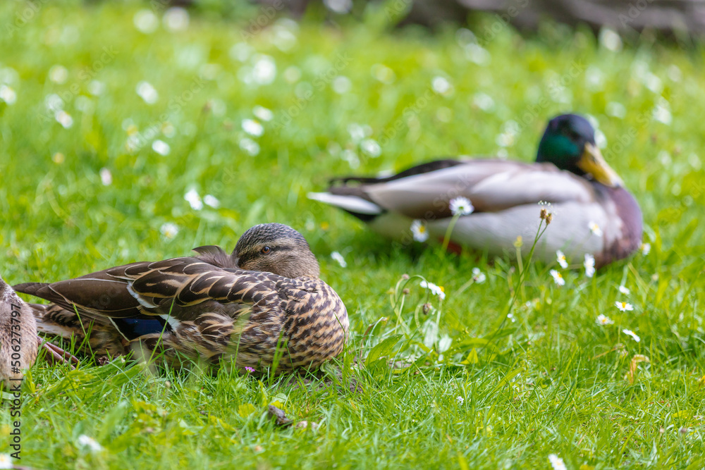 goose on the meadow goose on the meadow