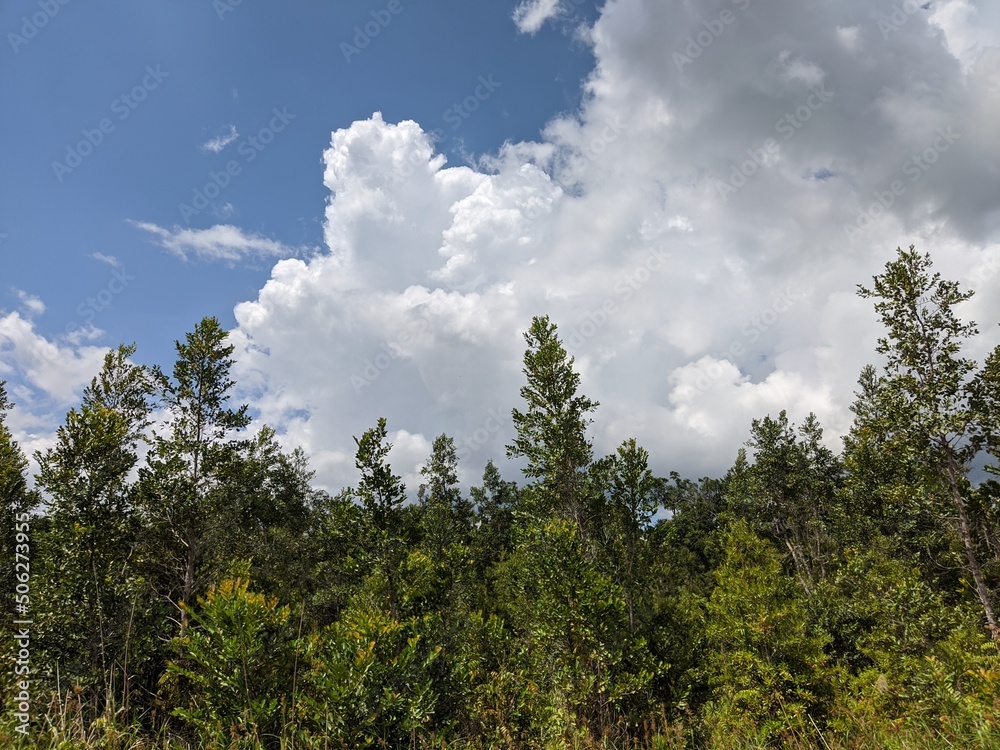 beautiful scenery cool green nature