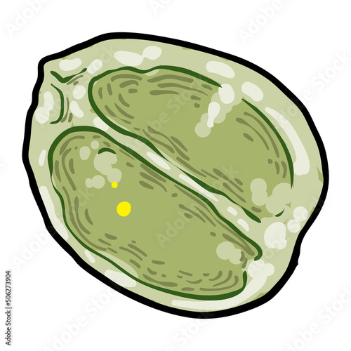 Chelsea Wax Plant green leaf. Hoya Carnosa leaves. Succulent lush. Vector.