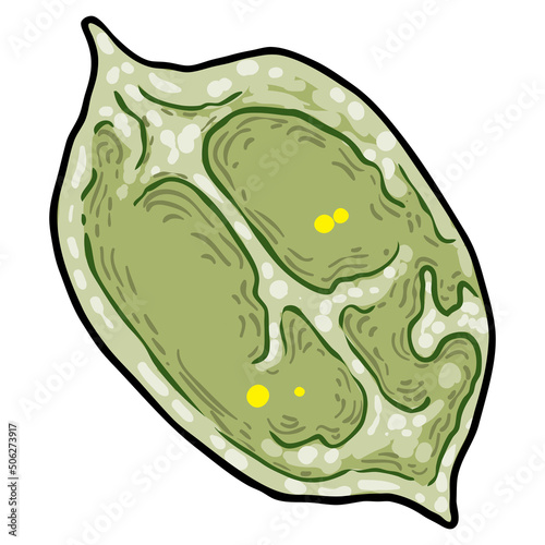 Chelsea Wax Plant green leaf. Hoya Carnosa leaves. Succulent lush. Vector.