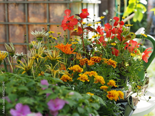 Wallpaper Mural Garden of northern Italy, colorful summer flowers. Torontodigital.ca