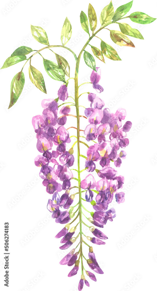 Wisteria purple watercolor flowers