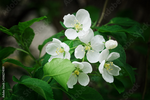 White flowers and green leaves of a spring apple tree. Macro. Selective focus.