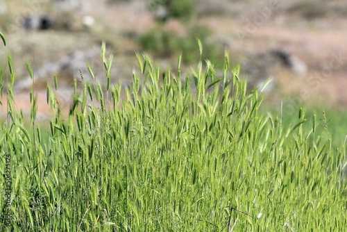 Ripening ears of wild cereals in the meadow