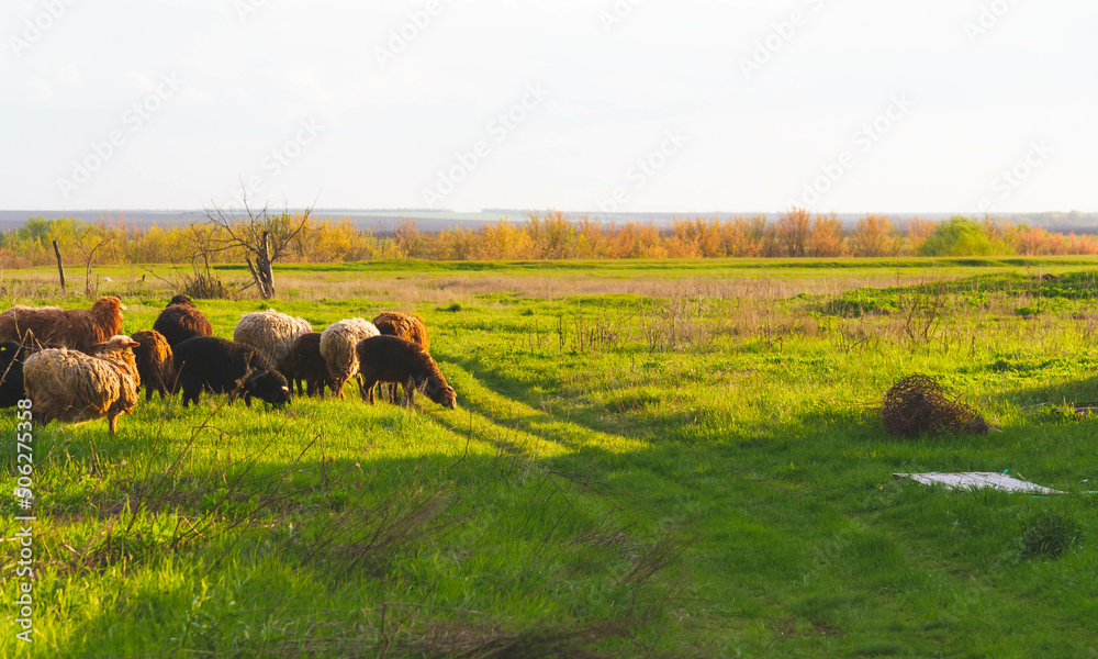 A flock of sheep. Sheep in the pasture. The herd is grazing in the field.