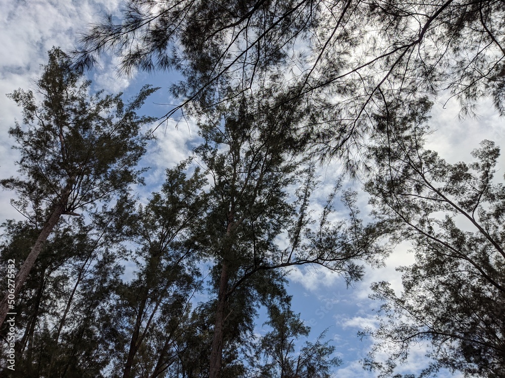 beautiful nature,trees and sky beautiful nature,trees and sky