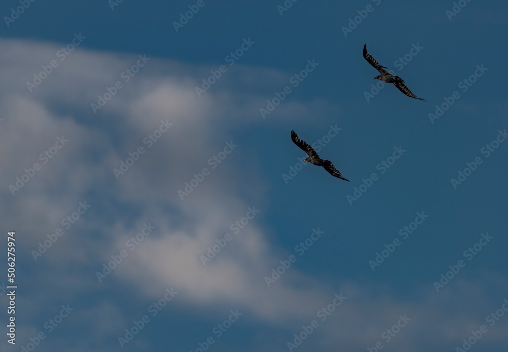 Flying crow black silhouette with blue sky Flying crow black silhouette with blue sky