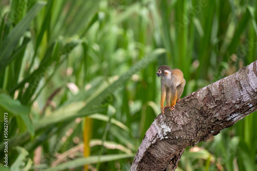 Common Squirrel Monkey in the Peruvian Amazon - Saimiri sciureus photo