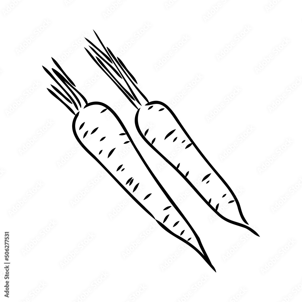 carrot line vector illustration, isolated on white background,top view carrot line vector illustration, isolated on white background,top view