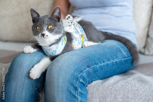 Sick domestic cat lies after surgery on knees of a owner. Postoperative bandage. Care of a pet after a cavitary operation. Castration, sterilization. Care and treatment. Love for pets.