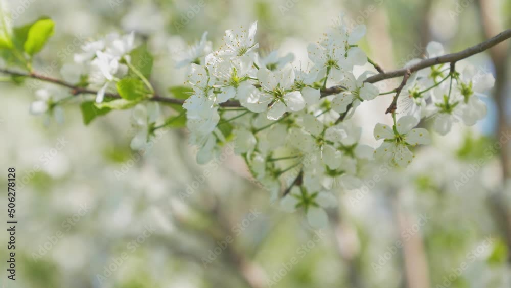 Graded closeup shot of the blooming apple tree filmed with a tele lens in UHD Graded closeup shot of the blooming apple tree filmed with a tele lens in UHD
