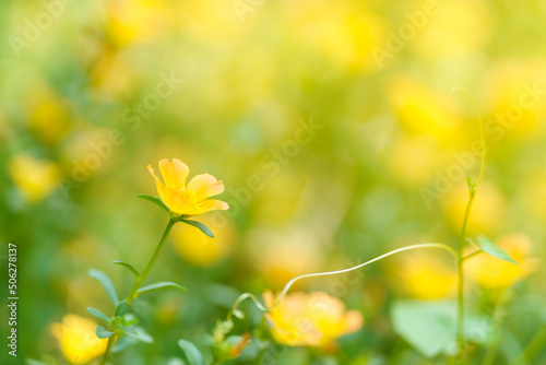 Fototapeta Naklejka Na Ścianę i Meble -  Closeup of yellow flower under sunlight with copy space using as background natural plants landscape, ecology wallpaper cover page concept.