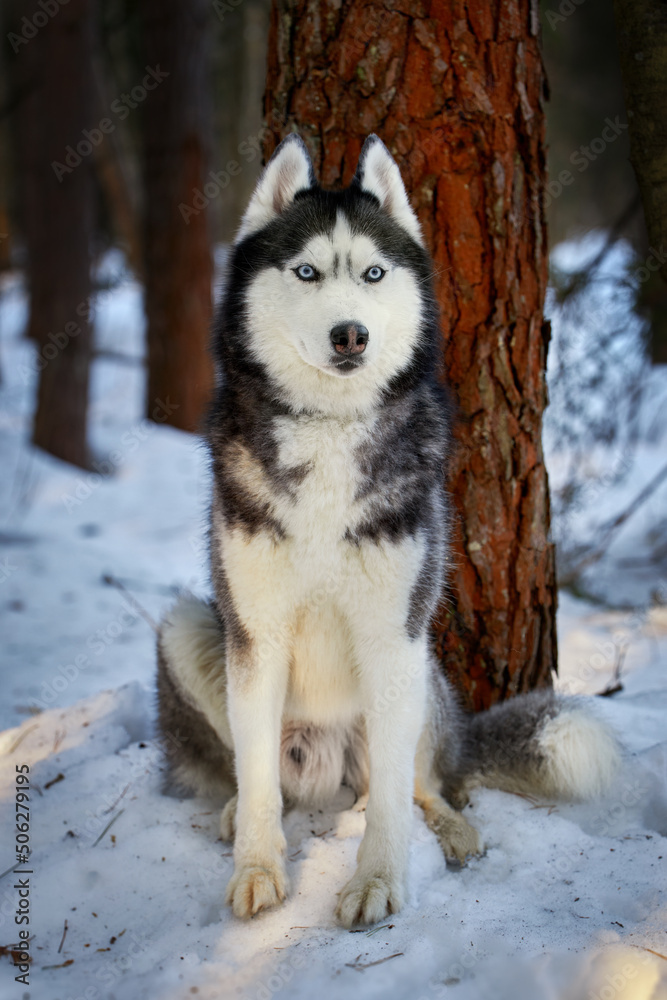 Portrait cute siberian husky dog in sunny evining forest