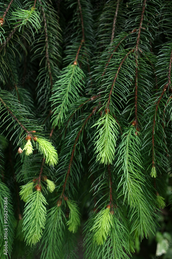 Vegetation in an urban park Vegetation in an urban park