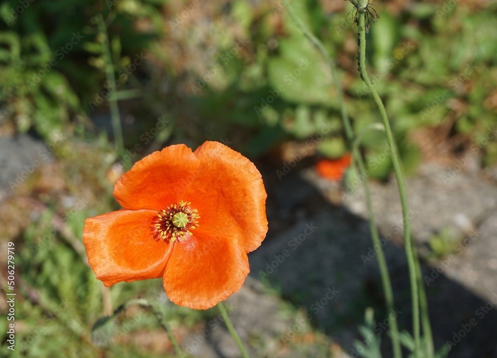 Rot-orange Mohnblume auf Bürgersteig vor Hauswand bei Sonne am morgen im Frühling Rot-orange Mohnblume auf Bürgersteig vor Hauswand bei Sonne am morgen im Frühling