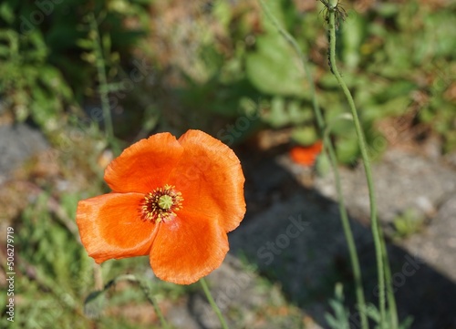 Rot-orange Mohnblume auf B  rgersteig vor Hauswand bei Sonne am morgen im Fr  hling 