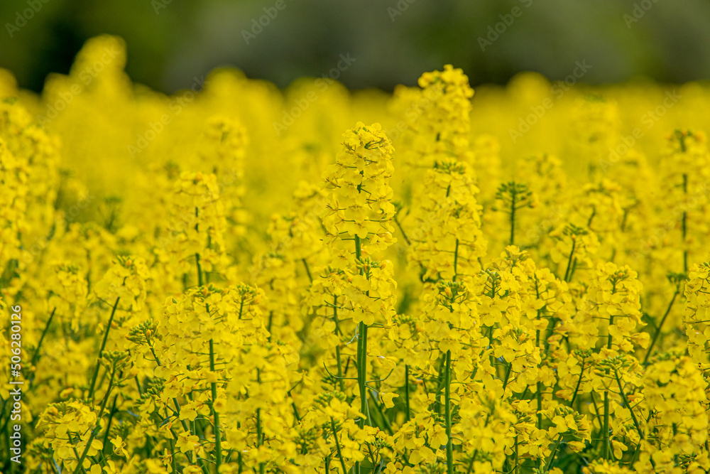 In a flowering rapeseed field. Rapeseed flowers yellow to sun. The farmer grows oilseed rape