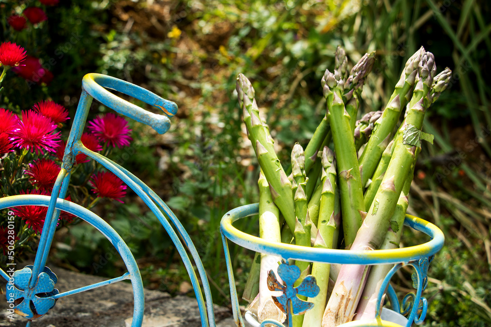 fricher grüner spargel in einem fahrradkorb transportiert