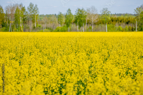 Fototapeta Naklejka Na Ścianę i Meble -  In a flowering rapeseed field. Rapeseed flowers yellow to sun. The farmer grows oilseed rape