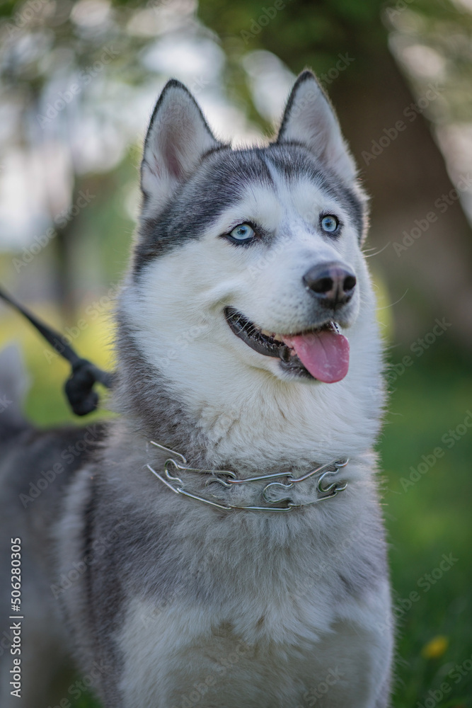 Beautiful thoroughbred husky on a walk in the summer park.