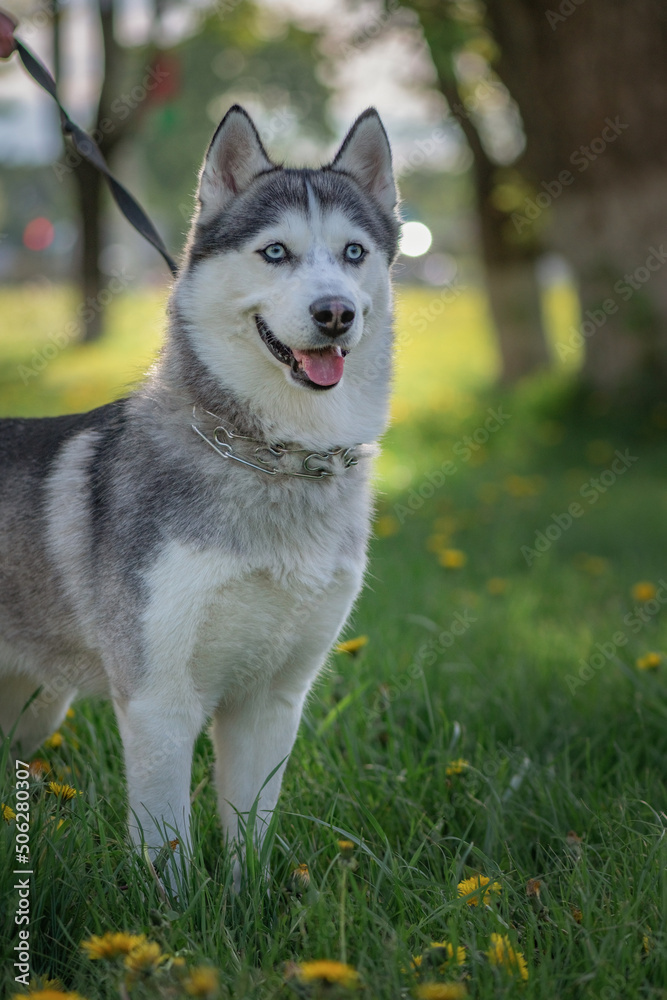 Beautiful thoroughbred husky on a walk in the summer park. Beautiful thoroughbred husky on a walk in the summer park.