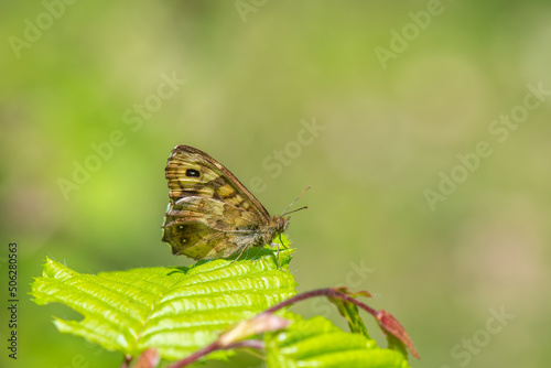 butterfly on a green leaf