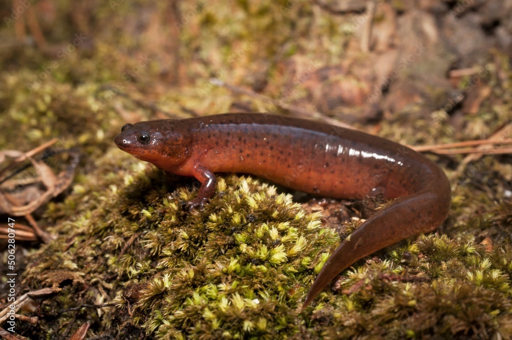 Fat red gulf coast mud salamander macro portrait Fat red gulf coast mud salamander macro portrait