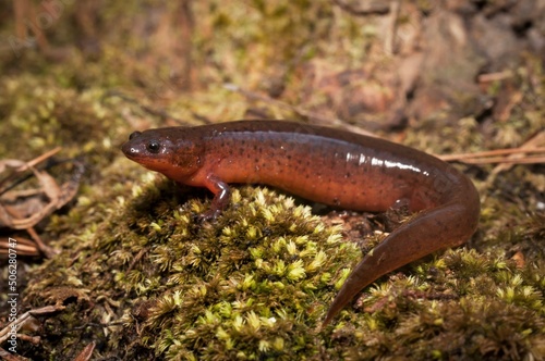 Fat red gulf coast mud salamander macro portrait 