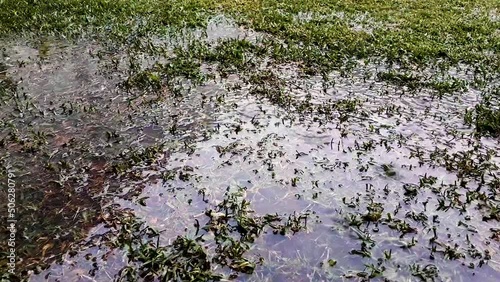 Heavy rain falling on grass, soccer field, backyard in latino america. organic planting.