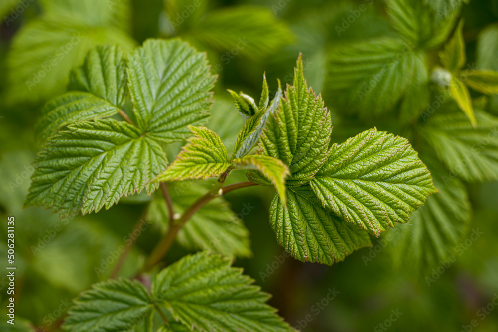 Green young raspberry leaves. Green young raspberry leaves.