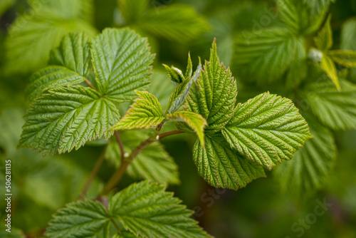 Green young raspberry leaves.