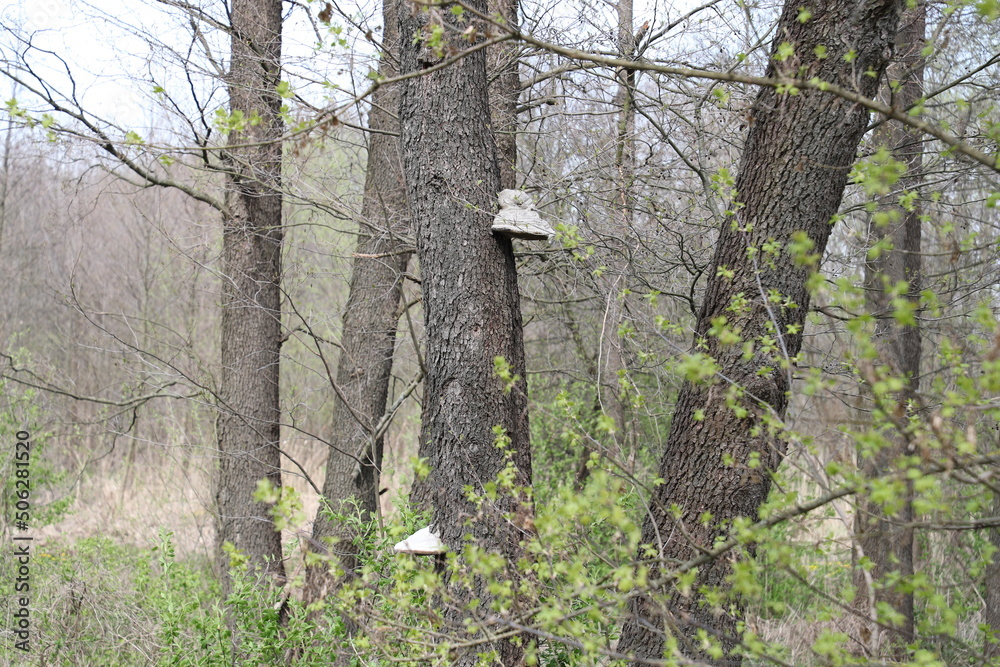Fototapeta premium Mushrooms on a tree. Forest.