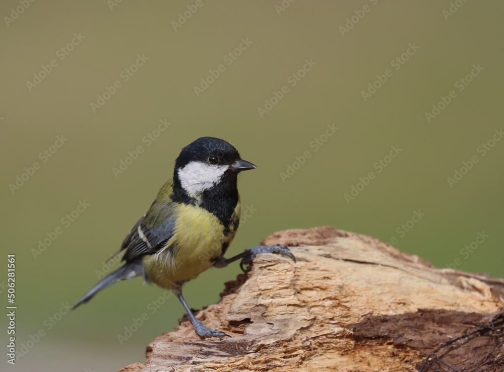 Naklejka premium Great tit