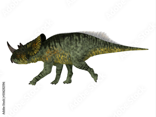 Brachyceratops Cretaceous Dinosaur - Brachyceratops was a Ceratopsian herbivorous dinosaur that lived in North America during the Cretaceous Period. © Catmando
