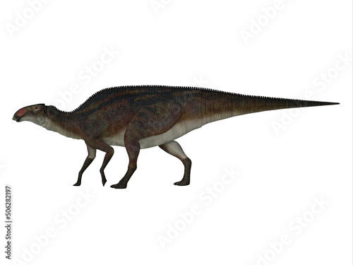Brachylophosaurus Cretaceous Dinosaur - Brachylophosaurus was a herbivorous hadrosaur dinosaur that lived in North America during the Cretaceous Period. © Catmando