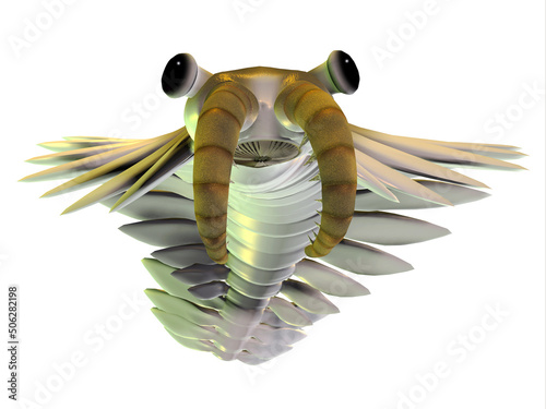Cambrian Anomalocaris Animal - Anomalocaris was an arthropod predatory animal that lived in the seas of the Cambrian Age of British Columbia. photo