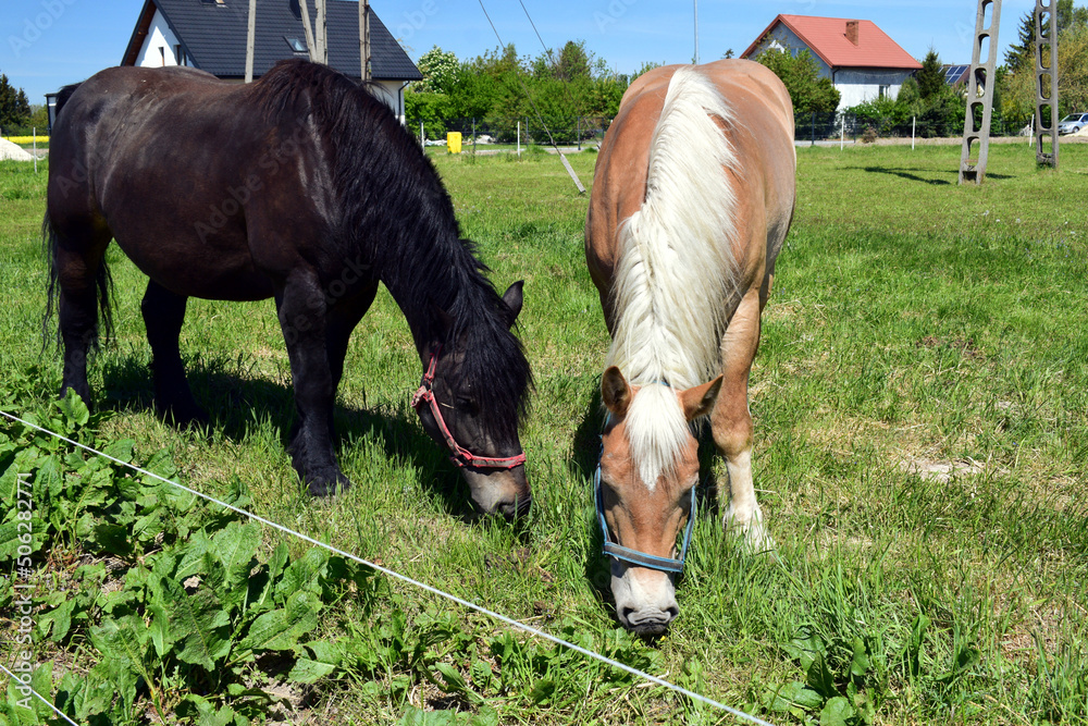 Fototapeta premium Dwa pasące się konie o różnych kolorach. Czarna zatoka i włosy Palomino pasące się na zielonej trawie.