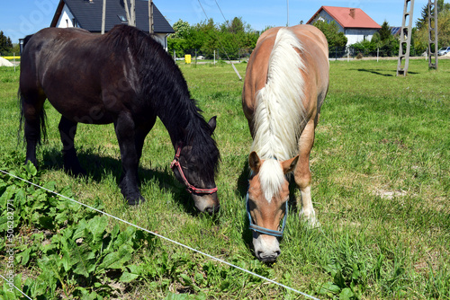 Dwa pasące się konie o różnych kolorach. Czarna zatoka i włosy Palomino pasące się na zielonej trawie.