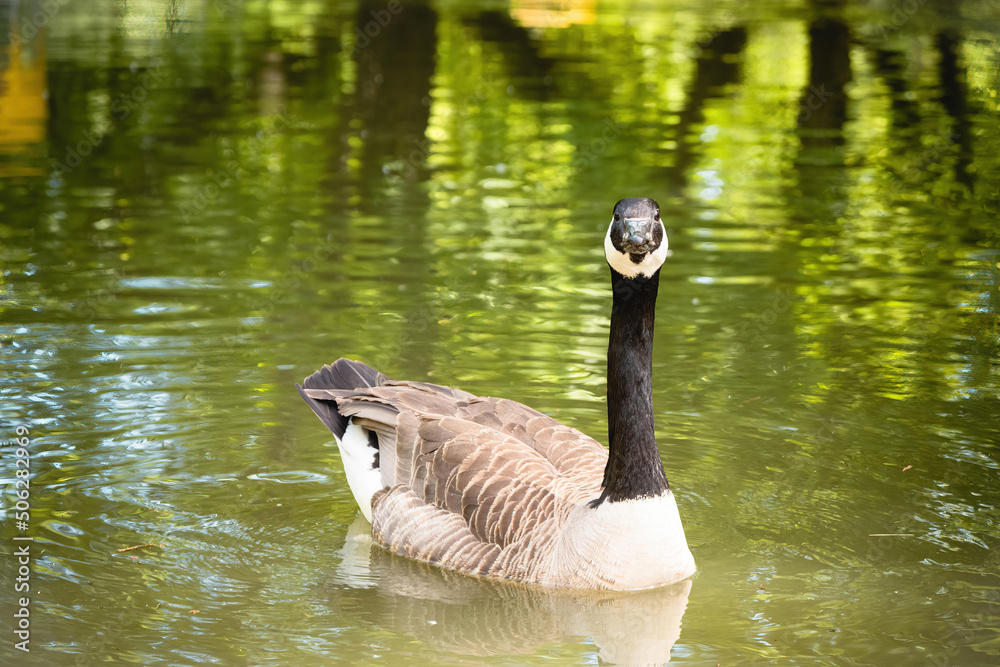 Fototapeta premium a duck on a pond in summer