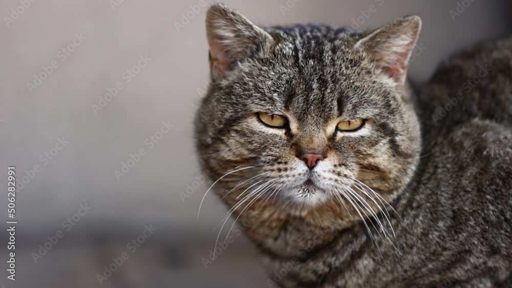 adult striped cat serious looks at camera and focuses. purebred domestic cat with short hair and long mustache. British pet has straight ears. . High quality FullHD footage adult striped cat serious looks at camera and focuses. purebred domestic cat with short hair and long mustache. British pet has straight ears. . High quality FullHD footage