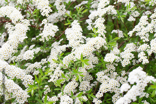 Blossom of Spirea nipponica Snowmound in springtime. White flowers of spirea in garden. Decorative flowering shrubs for landscape design. Spring floral background. Spirea branch photo