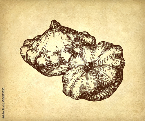 Ink sketch of pattypan squash.