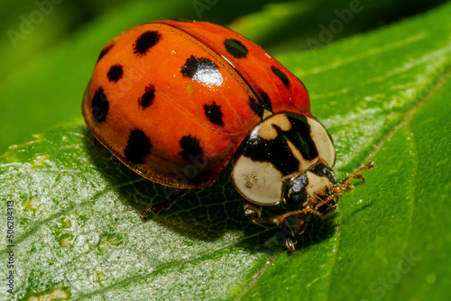 Close up of a red ladybug