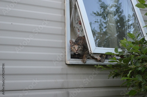 kot, kotka, ucieczka, zabezpieczenie okien, dom, ogród
