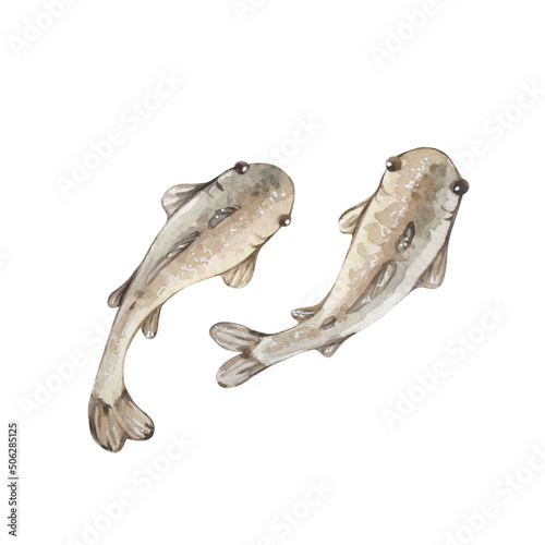Watercolor vintage illustration with two little silver fish isolated on white background. Marine collection.