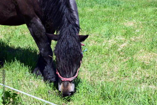 A grazing horse with a black bay coat with a beautiful, lush, light mane on the background of a green pasture.